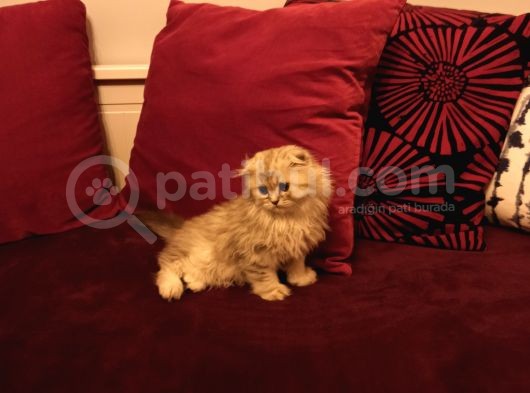 Scottish Fold Longhair görsel