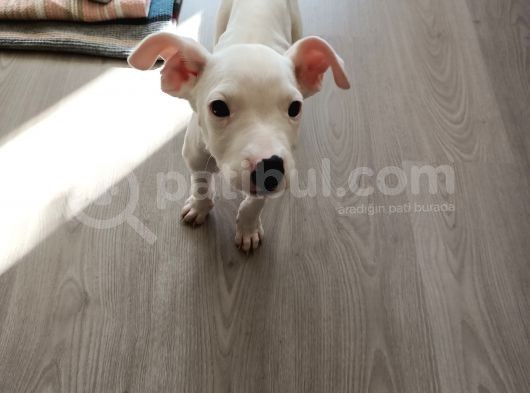 2 Aylık Dişi Dogo Argentino görsel