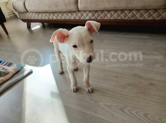 2 Aylık Dişi Dogo Argentino görsel