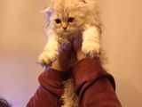 Scottish Fold Longhair