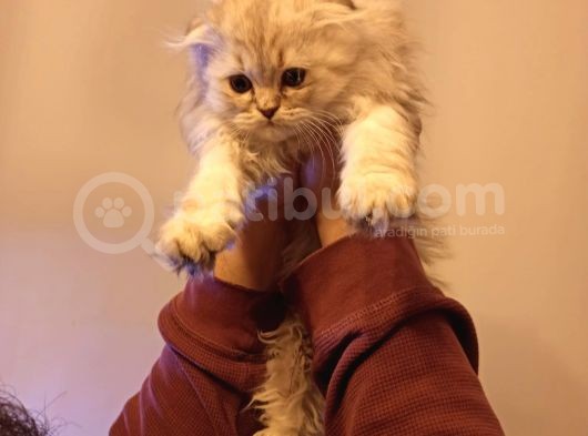 Scottish Fold Longhair görsel