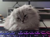 Scottish Fold Longhair