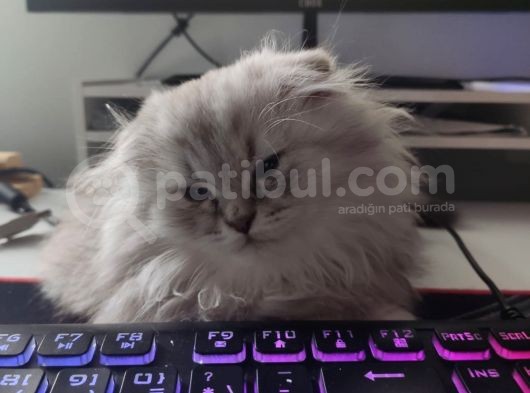 Scottish Fold Longhair görsel