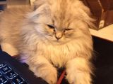 Scottish Fold Longhair