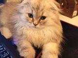 Scottish Fold Longhair
