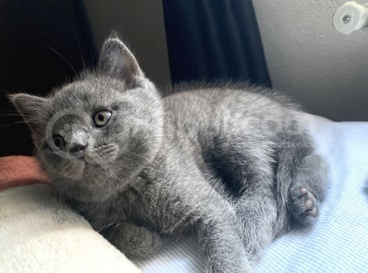 Safkan Yavrularımız Yeni Yuvalarına Hazırlar görsel