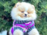 Safkan Pomeranian Boo Yavrularımız