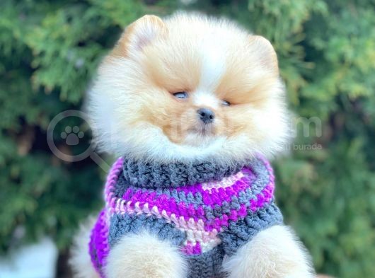 Safkan Pomeranian Boo Yavrularımız görsel