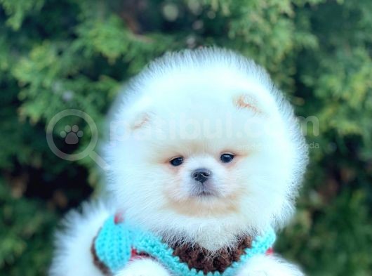 Safkan Pomeranian Boo Yavrularımız