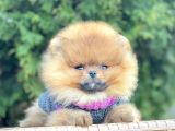 Safkan Pomeranian Boo Yavrularımız