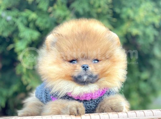 Safkan Pomeranian Boo Yavrularımız görsel