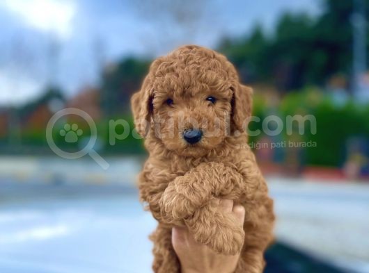 Bebek Surat Toy Poodle Yavrular
