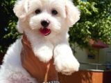 Ufak Boy Maltese Terri̇er