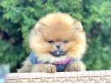 Safkan Pomeranian Boo Yavrularımız