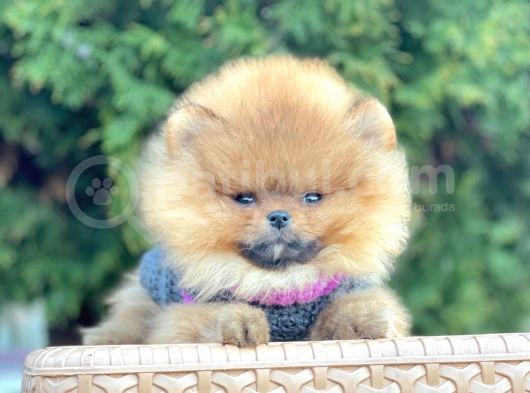 Safkan Pomeranian Boo Yavrularımız görsel