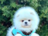 Ayı Surat Sevimli Mini Boy Pomeranian Yavrular