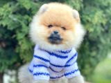 Safkan Pomeranian Boo Yavrularımız