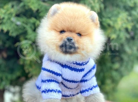 Safkan Pomeranian Boo Yavrularımız görsel