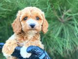 Gerçek En İyi̇ Görsele Sahi̇p Cavapoo Yavrumuz (Dişi)