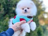 Safkan Pomeranian Boo Yavrularımız