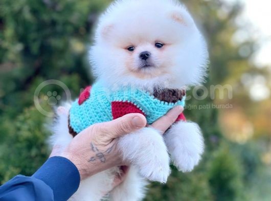 Safkan Pomeranian Boo Yavrularımız görsel