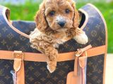 Gerçek En İyi̇ Görsele Sahi̇p Cavapoo Yavrumuz (Dişi)