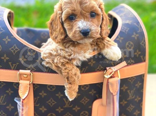 Gerçek En İyi̇ Görsele Sahi̇p Cavapoo Yavrumuz (Dişi) görsel