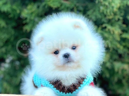 Ayı Surat Sevimli Mini Boy Pomeranian Yavrular görsel