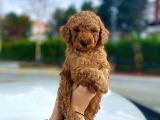 Her Renk Ve Ci̇nsi̇yet Toy Poodle Yavrular