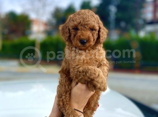Her Renk Ve Ci̇nsi̇yet Toy Poodle Yavrular