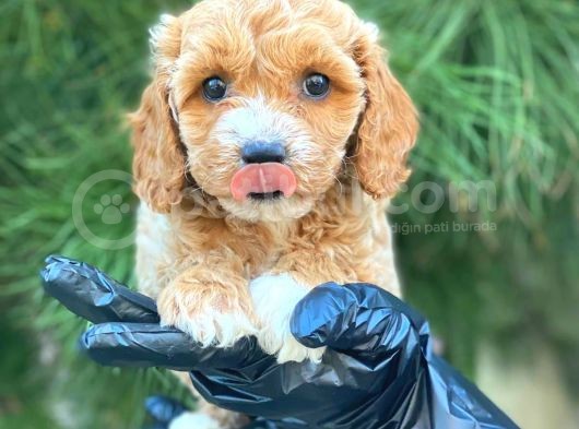 Gerçek En İyi̇ Görsele Sahi̇p Cavapoo Yavrumuz (Dişi) görsel