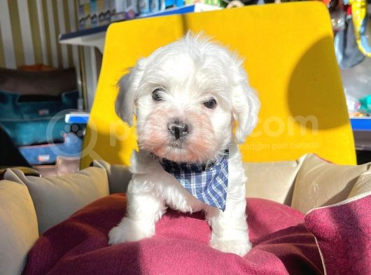 Mini Boy Maltese Sevimli Yavrular