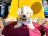 Mini Boy Maltese Sevimli Yavrular
