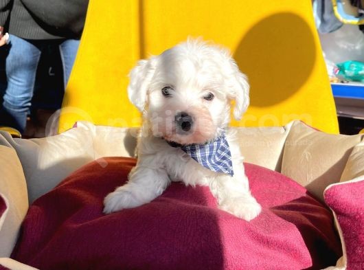 Mini Boy Maltese Sevimli Yavrular görsel