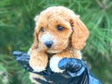 Gerçek En İyi̇ Görsele Sahi̇p Cavapoo Yavrumuz (Dişi)