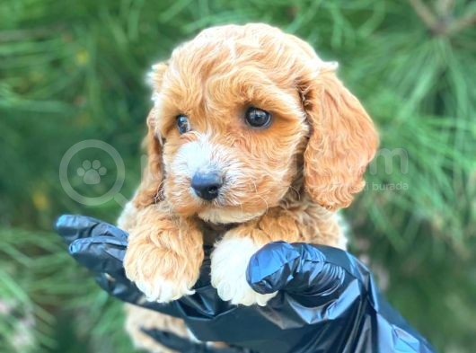 Gerçek En İyi̇ Görsele Sahi̇p Cavapoo Yavrumuz (Dişi) görsel