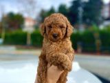 Her Renk Ve Ci̇nsi̇yet Toy Poodle Yavrular