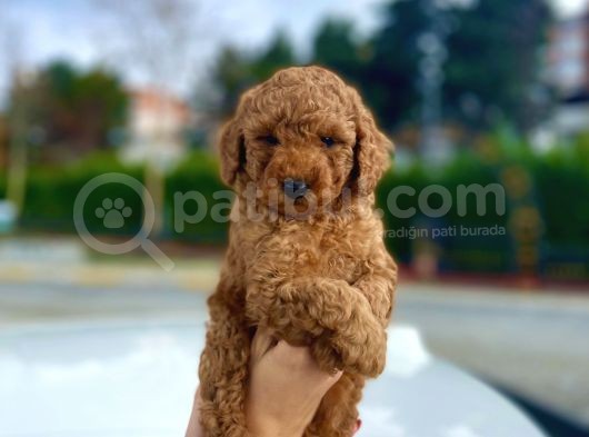 Her Renk Ve Ci̇nsi̇yet Toy Poodle Yavrular görsel