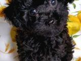 Siyah Black Uygun Bütçe Orjinal Safkan Garantili Toy Poodle