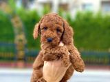 Bebek Surat Toy Poodle Yavrular