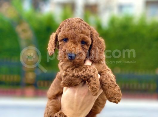 Bebek Surat Toy Poodle Yavrular görsel