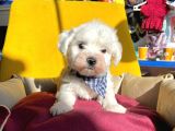 Mini Boy Maltese Sevimli Yavrular