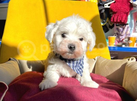 Mini Boy Maltese Sevimli Yavrular görsel