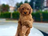 Bebek Surat Toy Poodle Yavrular