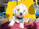 Mini Boy Maltese Sevimli Yavrular
