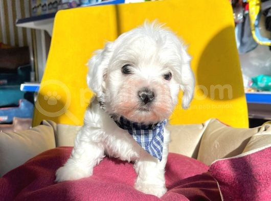 Mini Boy Maltese Sevimli Yavrular görsel