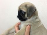 Pug Safkan Irk Cok Tatli
