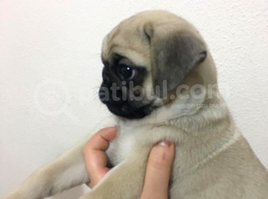 Pug Safkan Irk Cok Tatli