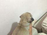 Pug Safkan Irk Cok Tatli