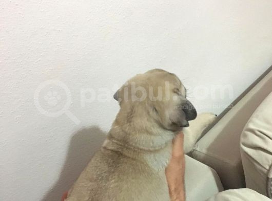 Pug Safkan Irk Cok Tatli görsel